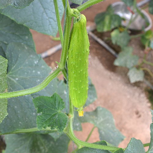 顺丰海阳白玉黄瓜嫩生吃小黄瓜新鲜水果富硒蔬菜孕妇整箱包邮 - 图0