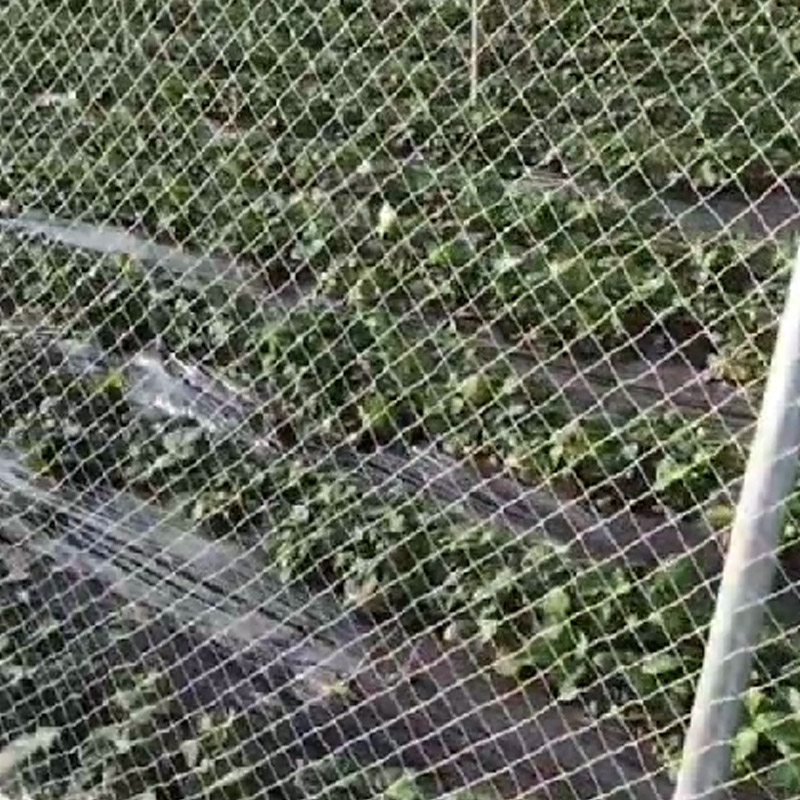 避雨棚天沟网穿绳子防鸟网草莓大棚通风口葡萄果园果树围网1米宽 - 图3