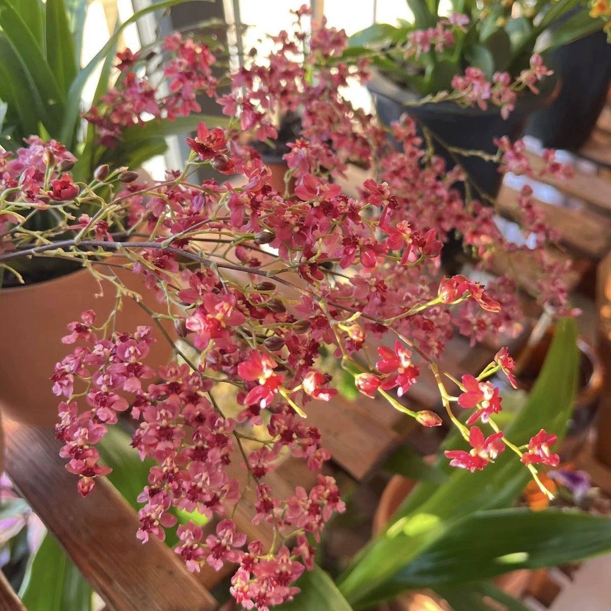 梦香兰文心兰花卉盆栽开花香味绿植桌面盆栽植物办公室新手好养,淘宝优惠券,粉丝福利购,淘宝优惠卷