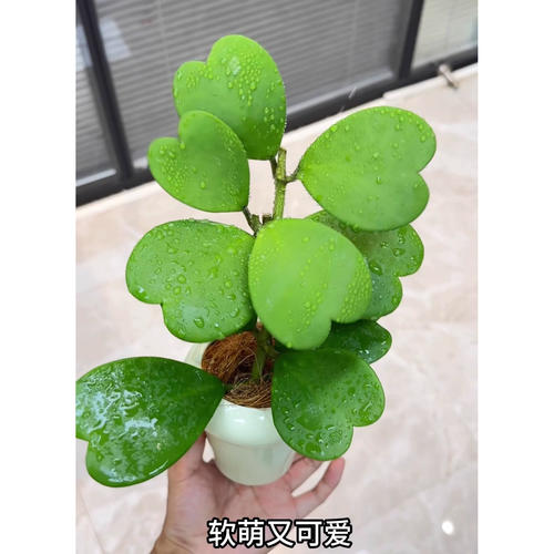 心叶球兰盆栽多肉植物花卉办公室内好养绿植北欧网红解压爬藤盆景 - 图0