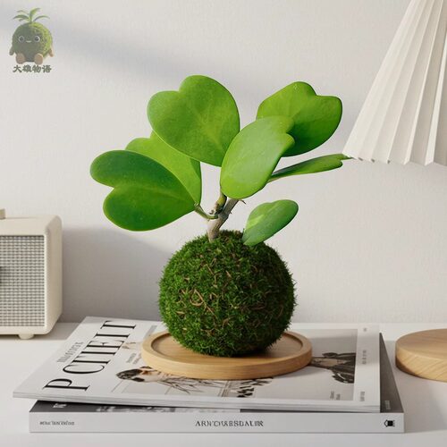 心叶球兰苔藓球ins风办公室桌面盆栽绿植净化空气趣味植物喜湿 - 图3
