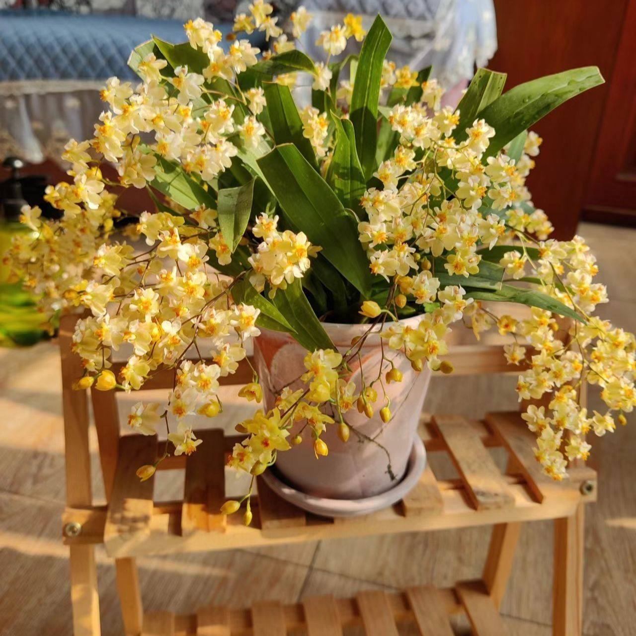 梦香兰文心兰花卉盆栽开花香味绿植桌面盆栽植物办公室新手好养,淘宝优惠券,粉丝福利购,淘宝优惠卷