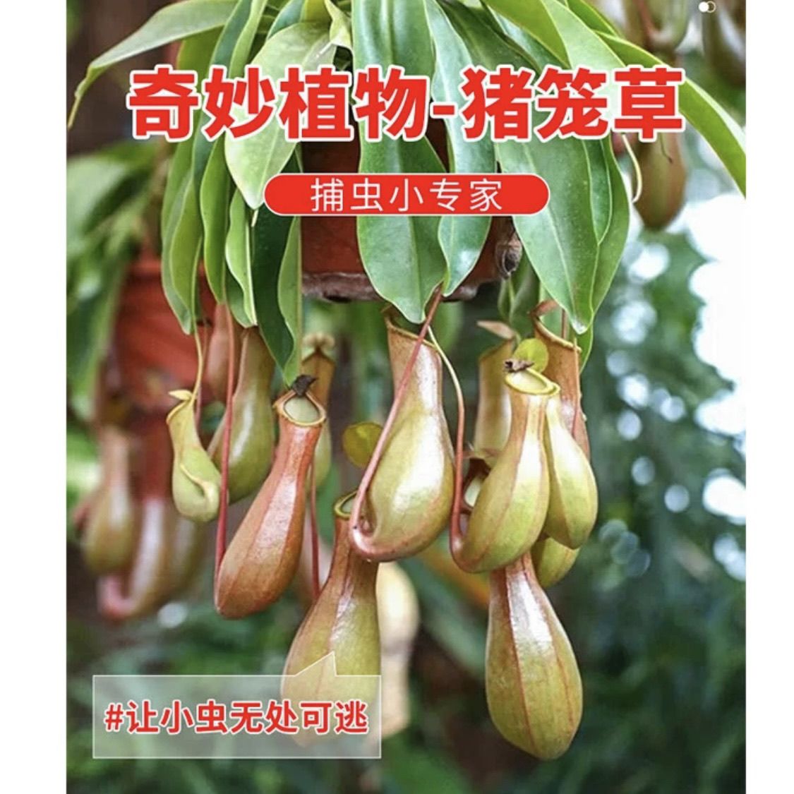 猪笼草桌面迷你绿植带猪笼食虫植物办公室内花卉绿植好养客厅招财 - 图2