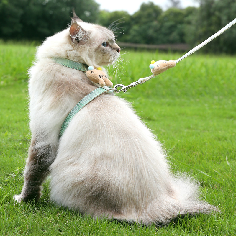 猫咪防挣脱外出牵引绳专用遛猫绳溜猫链子狗狗胸背带网红猫猫绳子 - 图2