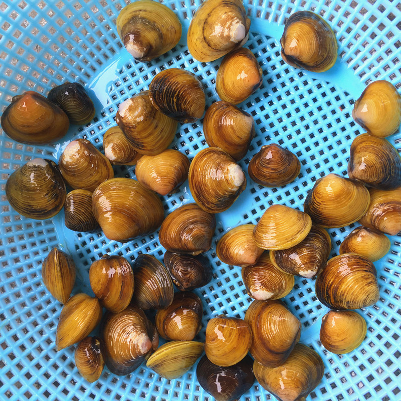 溪蚬迷你小河蚌河蚬活体淡水冷水野生宠物小型水族除藻观赏螺_虎窝淘