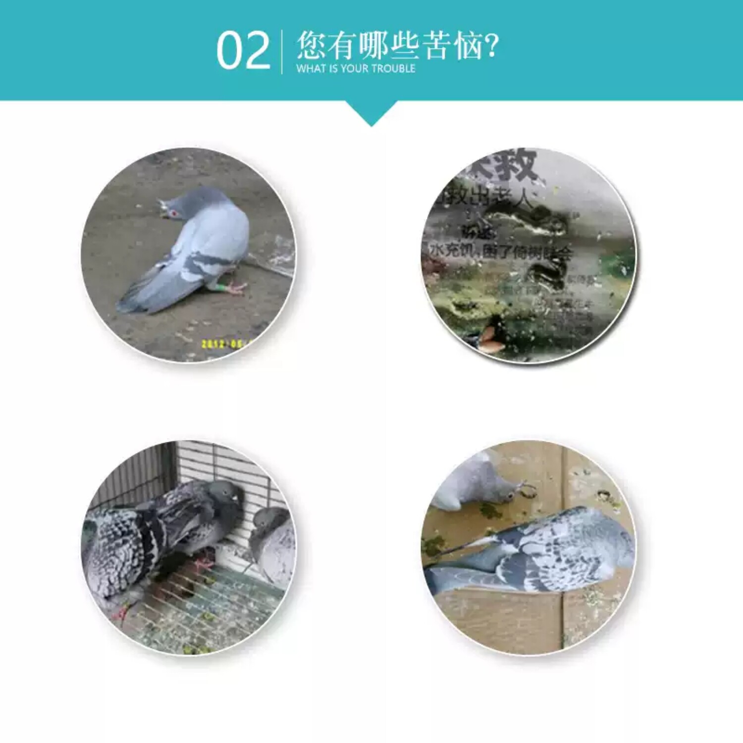 心连心鸽药瘟痢停