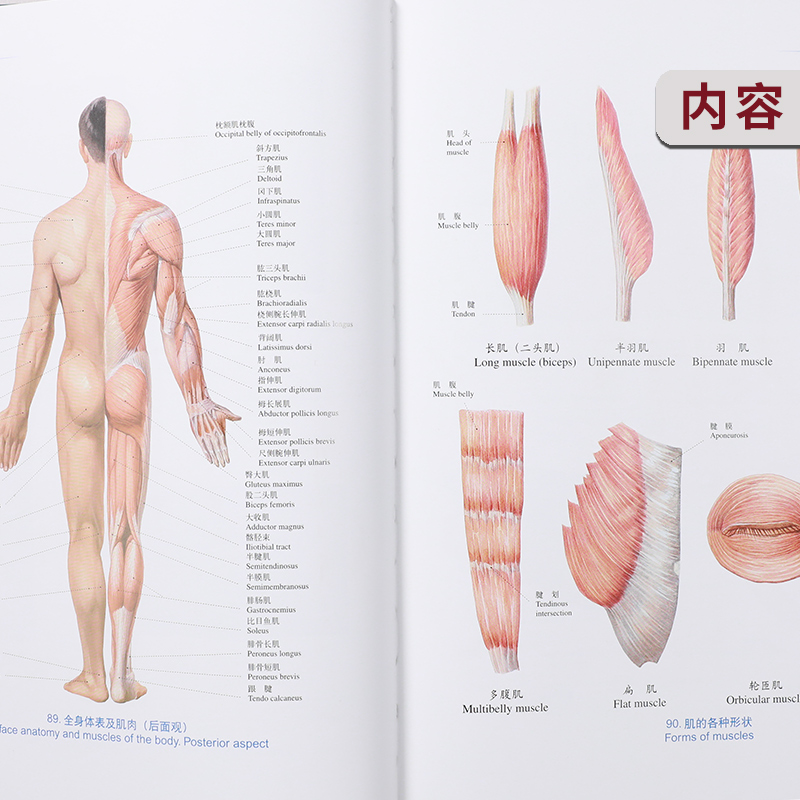 人体解剖学彩色图谱第3版第三版西医解剖学外科医生用书系统骨科器官解剖学系统解剖学图谱教材人体解剖图谱新华书店正版-图3