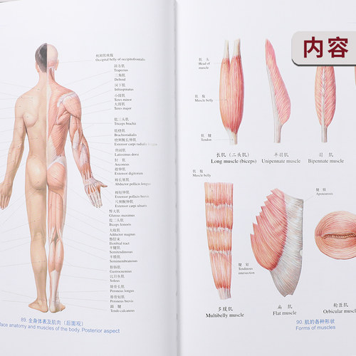 人体解剖学彩色图谱 第3版 第三版 西医解剖学外科医生用书 系统骨科器官解剖学 系统解剖学图谱教材 人体解剖图谱 新华书店正版 - 图3