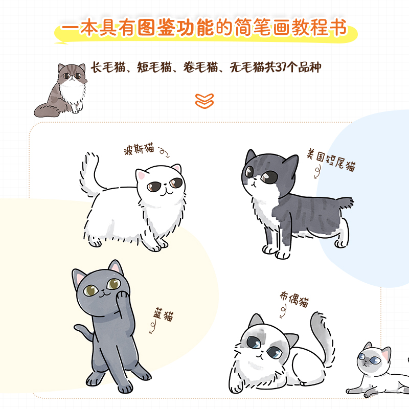 小动物简笔画图鉴猫猫篇萌系简笔画教程手绘本猫咪图鉴科普画册萌宠漫画插画册手帐素材彩铅画入门自学手绘少儿科普绘画书-图2