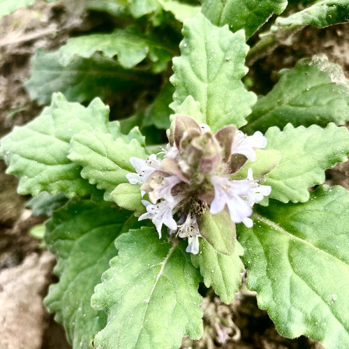 白毛夏枯草新鲜筋骨草苦草金疮小草破退散血草苗干白头翁散降血汤 - 图3