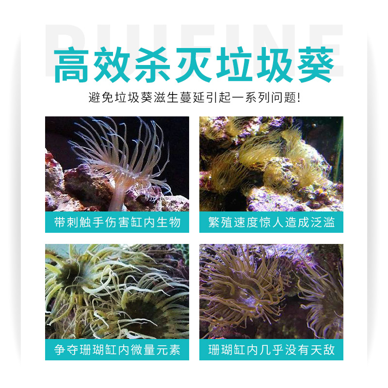 RUIFINE瑞丰垃圾葵清除剂海水缸珊瑚缸有效去除垃圾葵鬼爪子-图2