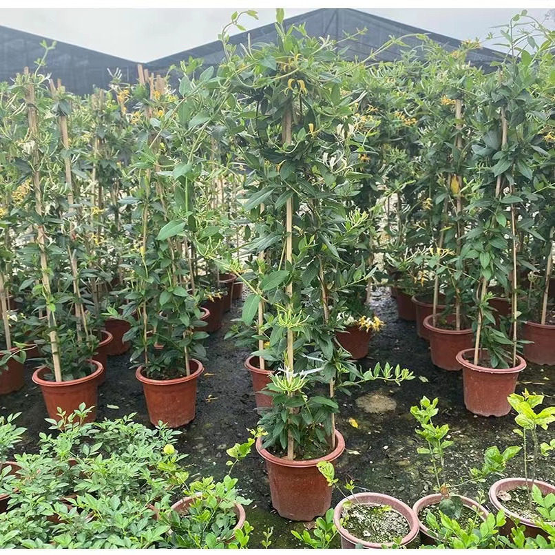 【买一送一】金银花盆栽可食用药用爬藤植物四季常青盆栽庭院阳台,淘宝优惠券,粉丝福利购,淘宝优惠卷