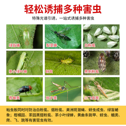 双面粘虫板黄色诱虫花卉小黑飞虫黏贴覆纸农用大棚蓟马果蝇诱捕器 - 图1