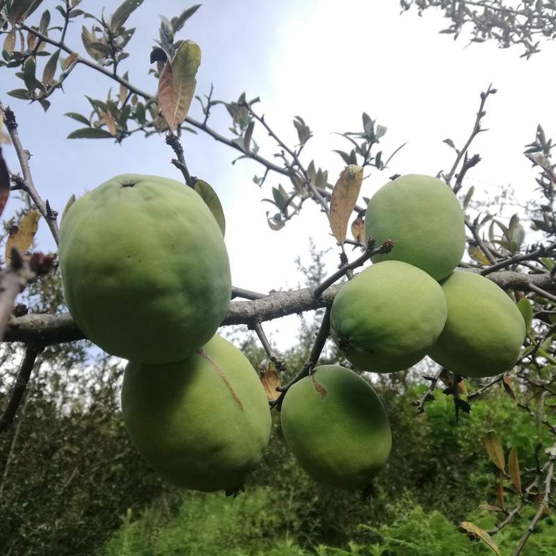 已下市酸木瓜包邮云南临沧保山大理腾冲白花野生水果青黄木瓜-图2