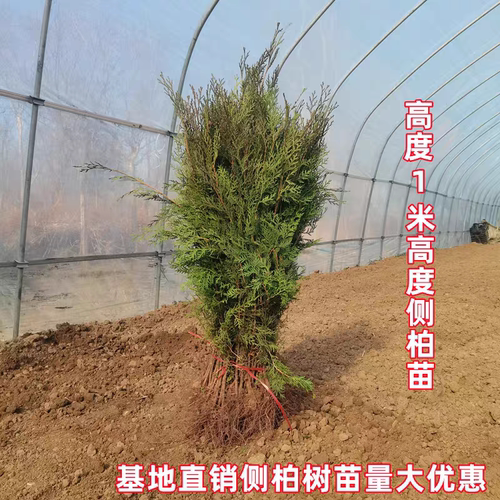 侧柏小苗扁柏苗侧柏墓地柏熏肉柏香柏四季常青荒山绿化栽植松树苗 - 图1