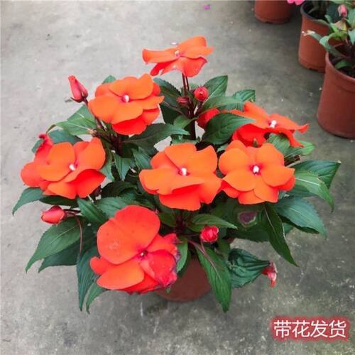 凤仙花盆栽苗带花苞指甲花多季开花不断植物易养植物阳台庭院花卉 - 图0