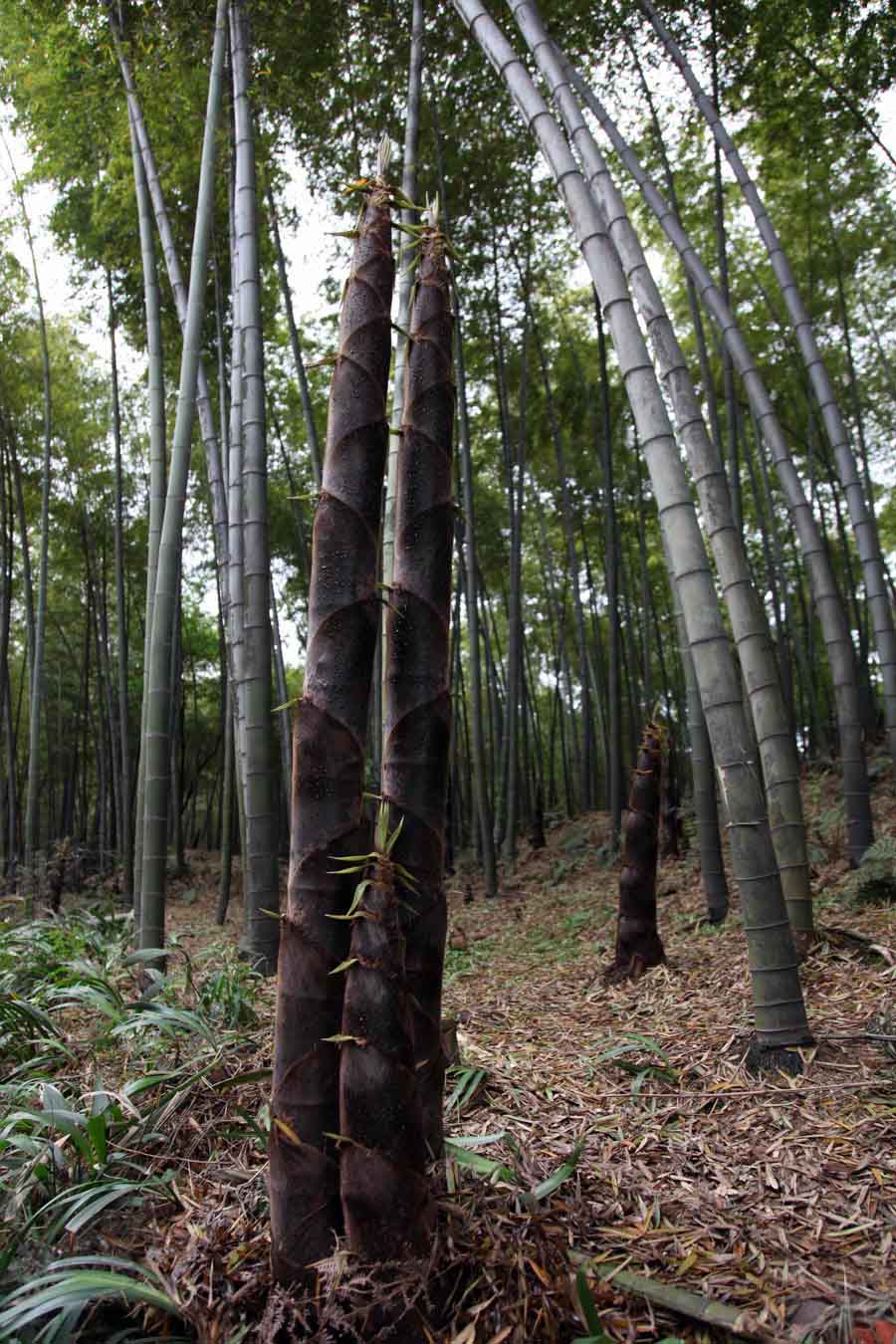 毛竹种苗楠竹南竹子行道树苗竹苗冬笋苗种植竹筒饭大竹 