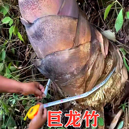 大型巨龙竹竹苗楠竹苗食用竹笋苗毛竹苗庭院室外种植巨龙竹竹子苗 - 图0