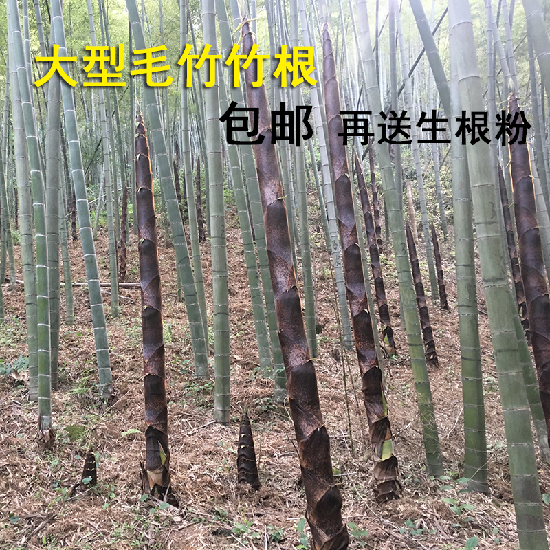 毛竹种苗楠竹南竹子行道树苗竹苗冬笋苗种植竹筒饭大竹 