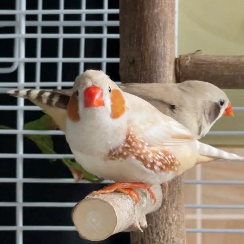 珍珠鸟家养宠物鸟灰色白色驼色珍珠鸟小珍珠鸟一对可繁殖观赏鸟,淘宝优惠券,粉丝福利购,淘宝优惠卷