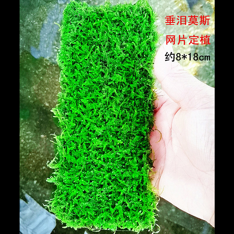 鱼缸造景莫斯水草大三角莫斯珊瑚莫斯鹿角苔凤尾苔坨草沉木莫斯树