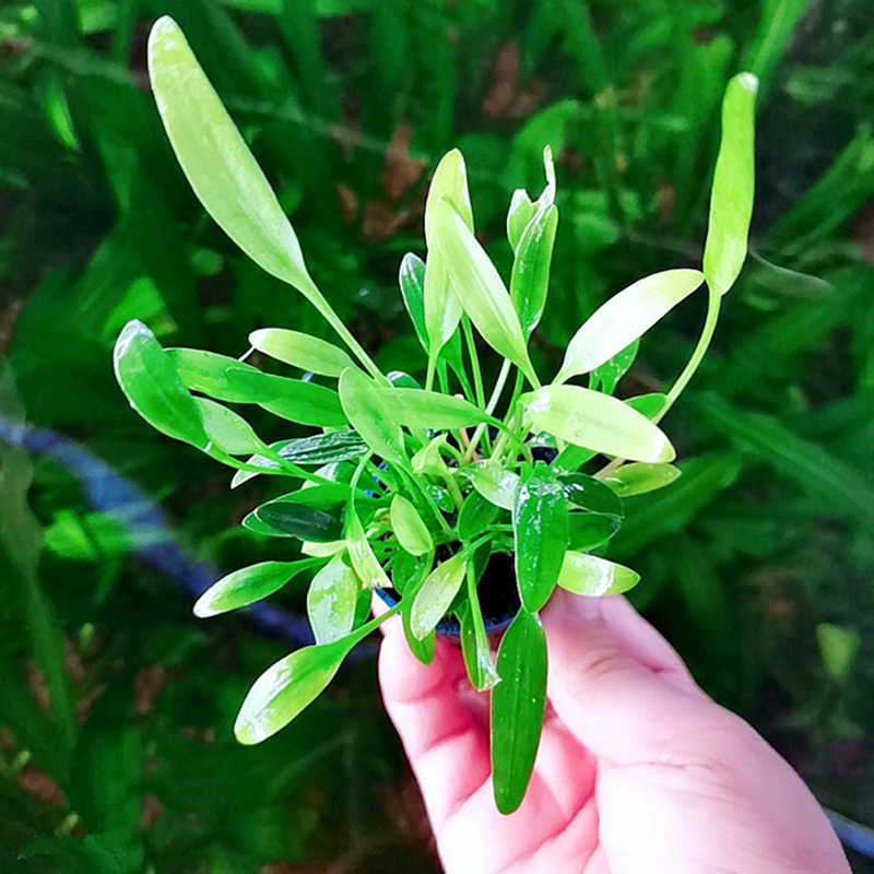 椒草水草鱼缸造景植物迷你椒红椒青椒圆叶椒喷泉椒草中前景真水草