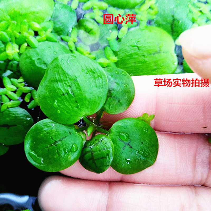 鱼缸浮萍水草肚兜槐叶萍水芙蓉水葫芦一叶莲水生植物养鱼养龟造景