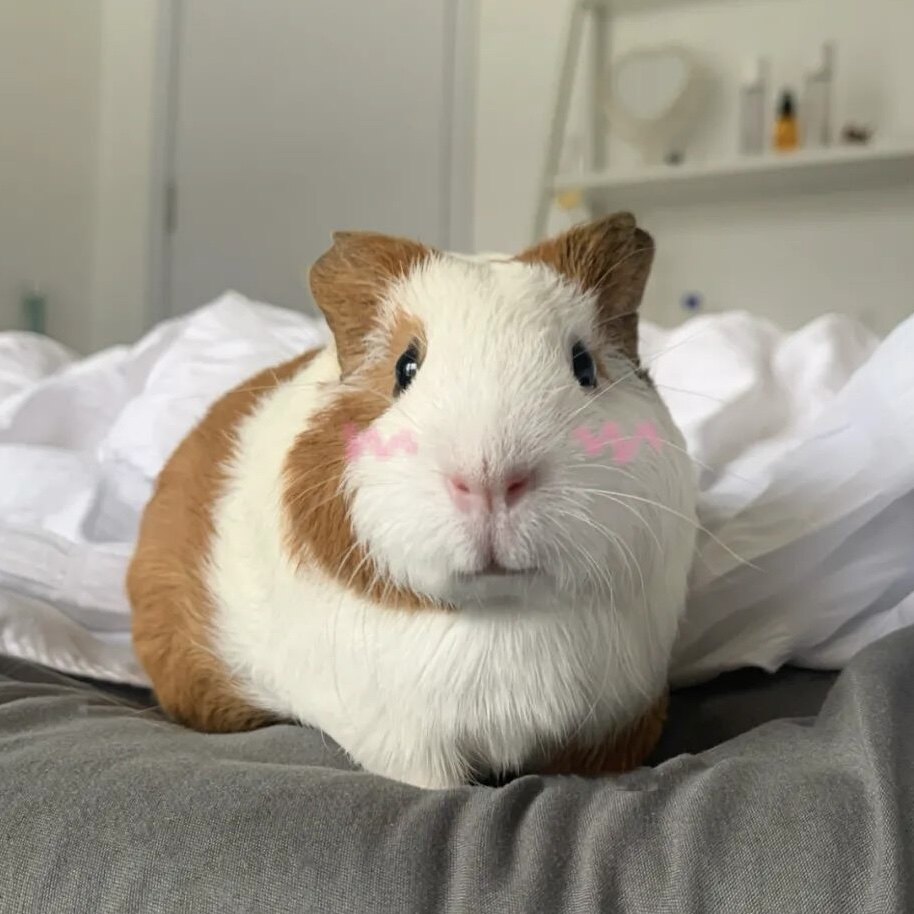 活体荷兰鼠可繁殖豚鼠活物荷兰猪亲人宠物饲养简单包邮包成活率高,淘宝优惠券,粉丝福利购,淘宝优惠卷