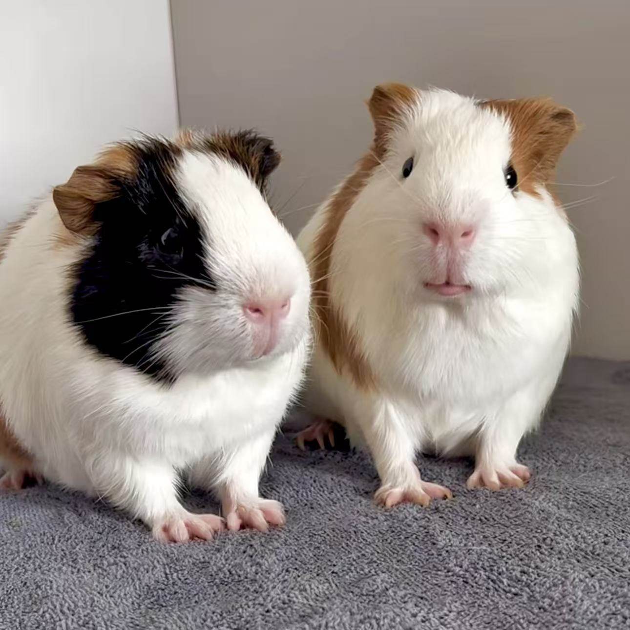 活体荷兰鼠可繁殖豚鼠活物荷兰猪亲人宠物饲养简单包邮包成活率高,淘宝优惠券,粉丝福利购,淘宝优惠卷