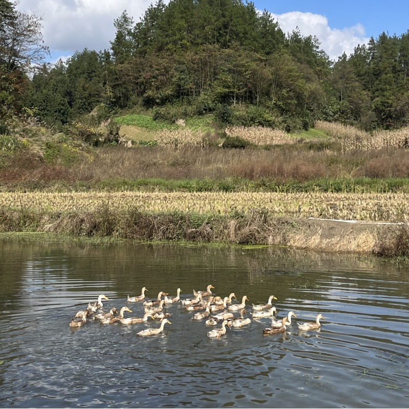 三年老鸭农家散养土鸭3年老鸭子土鸭麻鸭水鸭现杀活鸭老鸭汤顺丰-图1