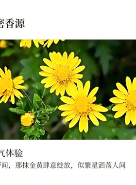 中国产区 野菊花单方纯精油敏肌适用护肤按摩清热明目 清香宜人