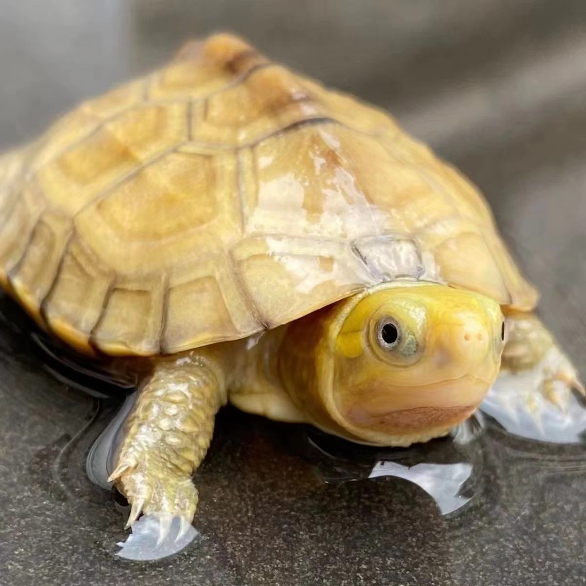 小青皖南龟黄喉拟水乌龟活物南石金钱龟苗观赏纯种活体缘三黄活体,淘宝优惠券,粉丝福利购,淘宝优惠卷