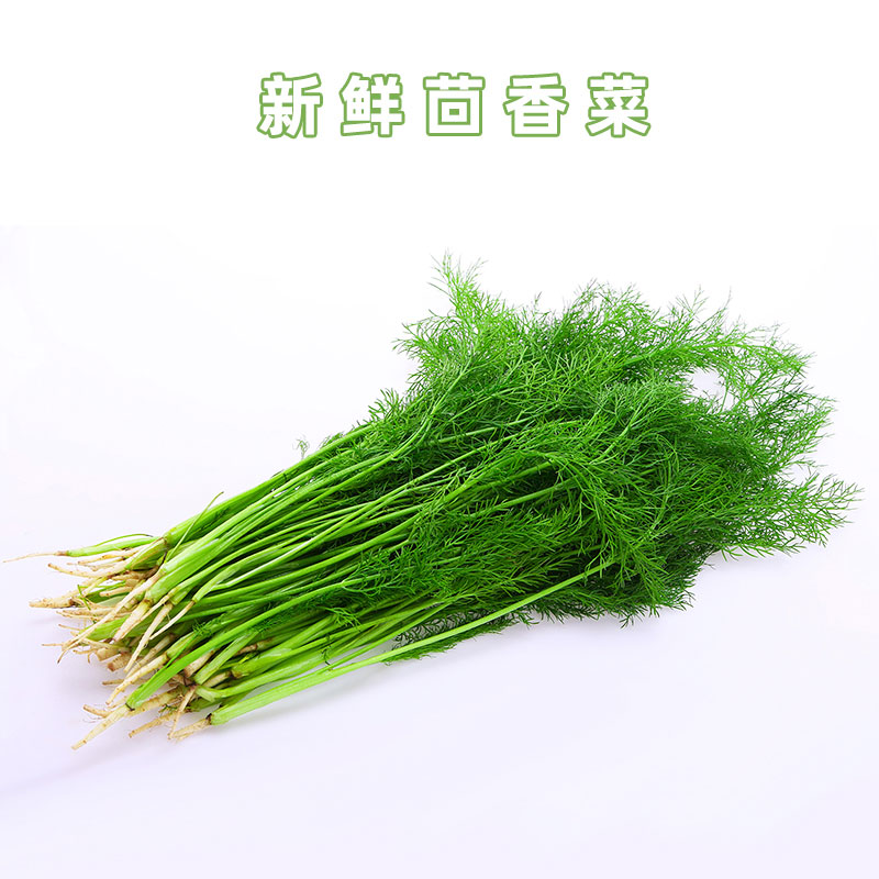 好新鲜茴香菜现摘茴香苗带根500g包饺子馅料农家小茴香菜新鲜蔬菜 - 图0