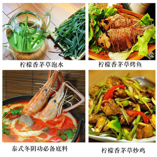 新鲜香茅柠檬草泰式冬阴功食材料烤鱼商用柠檬茶原料香料顺丰速运 - 图3