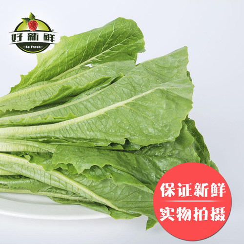 新鲜罗马生菜中西餐厅罗文罗纹绿色散叶健身即食沙拉蔬菜顺丰速运 - 图1