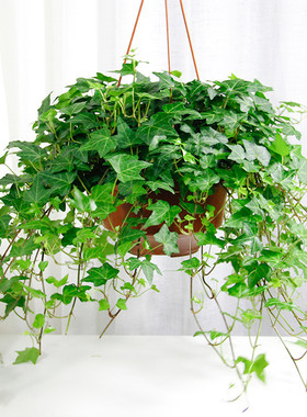 口红吊兰盆栽花叶络石金边牡丹绿萝太阳花常青藤垂吊室内花卉盆栽