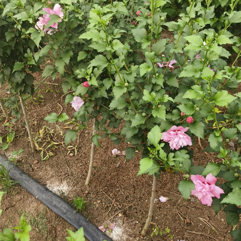 木槿花树苗重瓣蓝莓薄荷冰沙树莓紫玉雪纺红色酒馆微草莓别墅花卉-图1