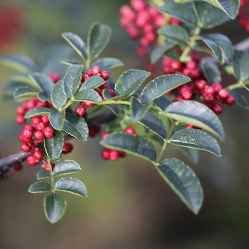 涛胖花椒油400ml包邮 正品四川洪雅特产汉源特麻红花椒油调味油,淘宝优惠券,粉丝福利购,淘宝优惠卷