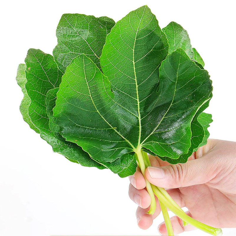 顺丰新鲜无花果树叶子9斤保鲜枝茎鲜叶熏洗保鲜药用坐浴熏洗干疮