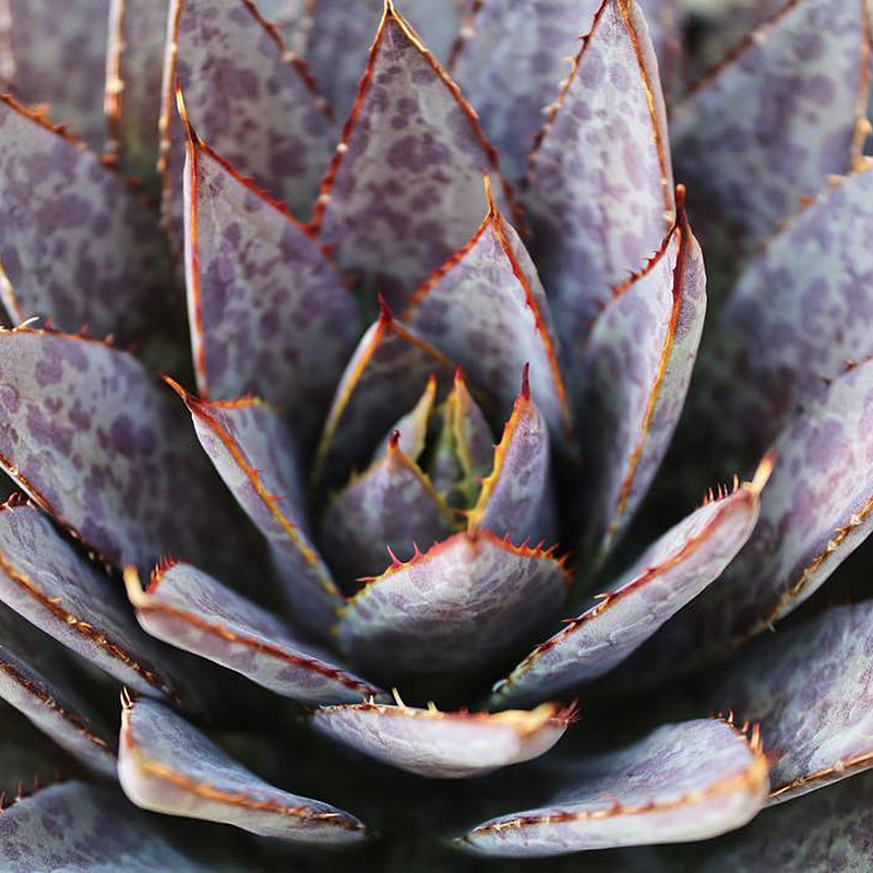 植物员外 紫君血雨agave mangave bloodspot一物一拍 龙舌兰植物 - 图1