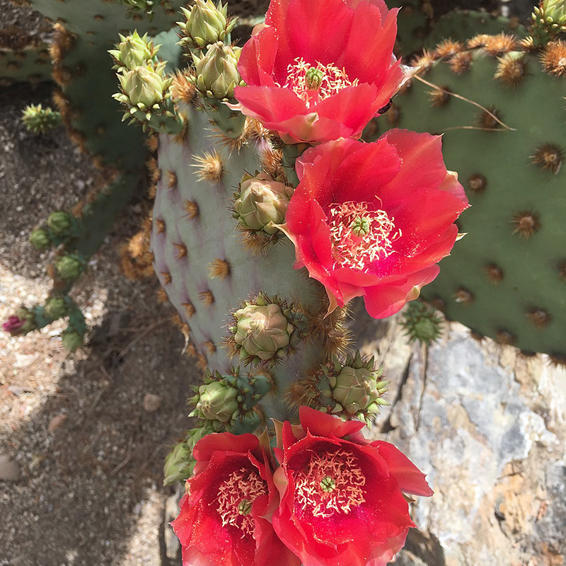 植物员外花火团扇Opuntia aciculata一物一拍仙人掌多肉植物-图2