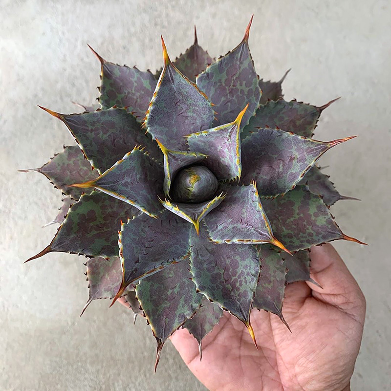 植物员外 血雷一物一拍 血雨雷神杂交龙舌兰阳台植物多肉组合盆栽 - 图1