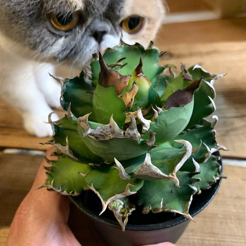 植物员外红猫仁王冠Agave redcat weazle赤猫严龙精品龙舌兰-图1