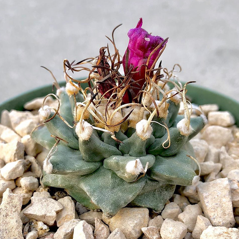 植物员外赤花娇丽实生turbinicarpus Alonsoi 娇丽属仙人球多肉