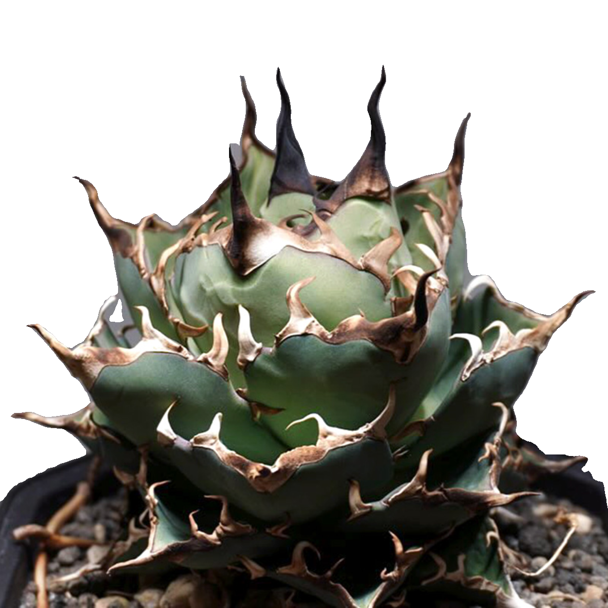 植物员外 黑帝斯Agave Titanota Hades一物一拍 仁王冠龙舌兰盆栽,淘宝优惠券,粉丝福利购,淘宝优惠卷