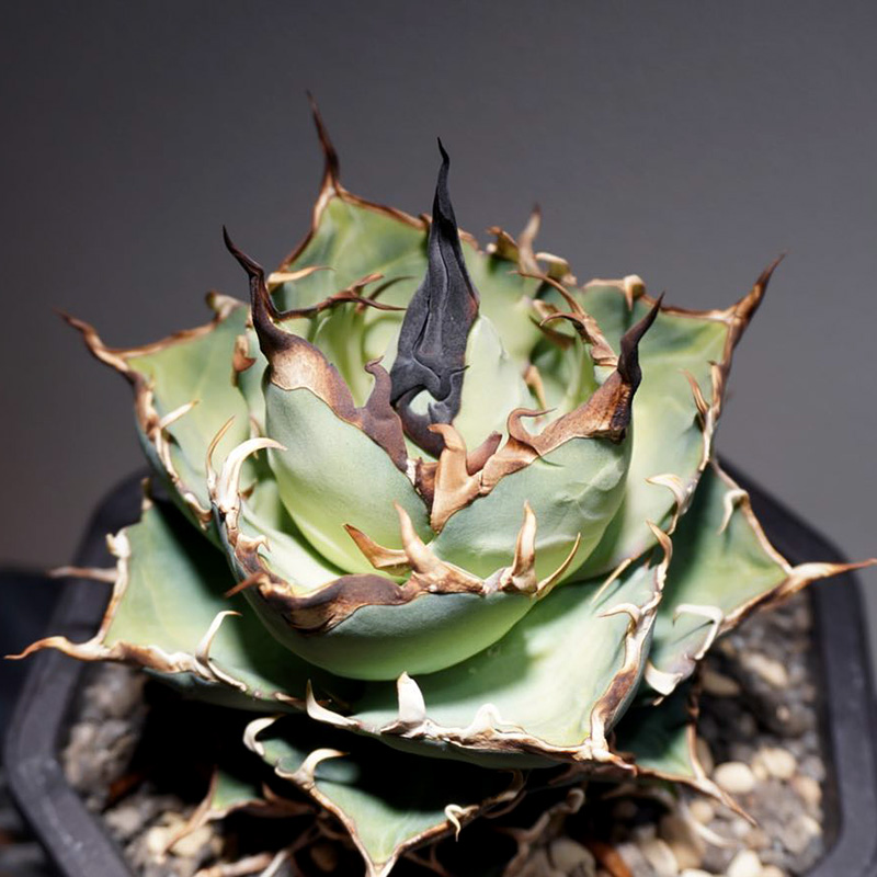 植物员外 黑帝斯Agave Titanota Hades一物一拍 仁王冠龙舌兰盆栽 - 图1