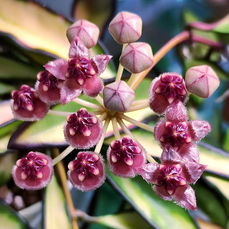 植物员外 冰糖威特内锦球兰Hoya wayetii variegata 室内盆栽绿植 - 图2