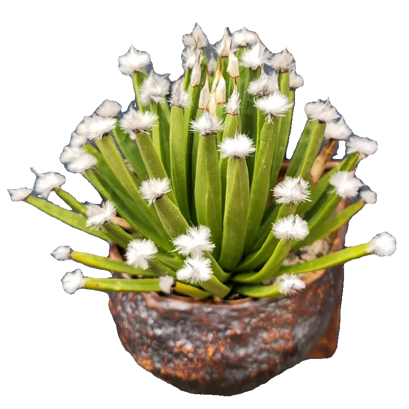 植物员外 棉花糖Agave albopilosa一物一拍 稀有白头翁龙舌兰盆栽,淘宝优惠券,粉丝福利购,淘宝优惠卷