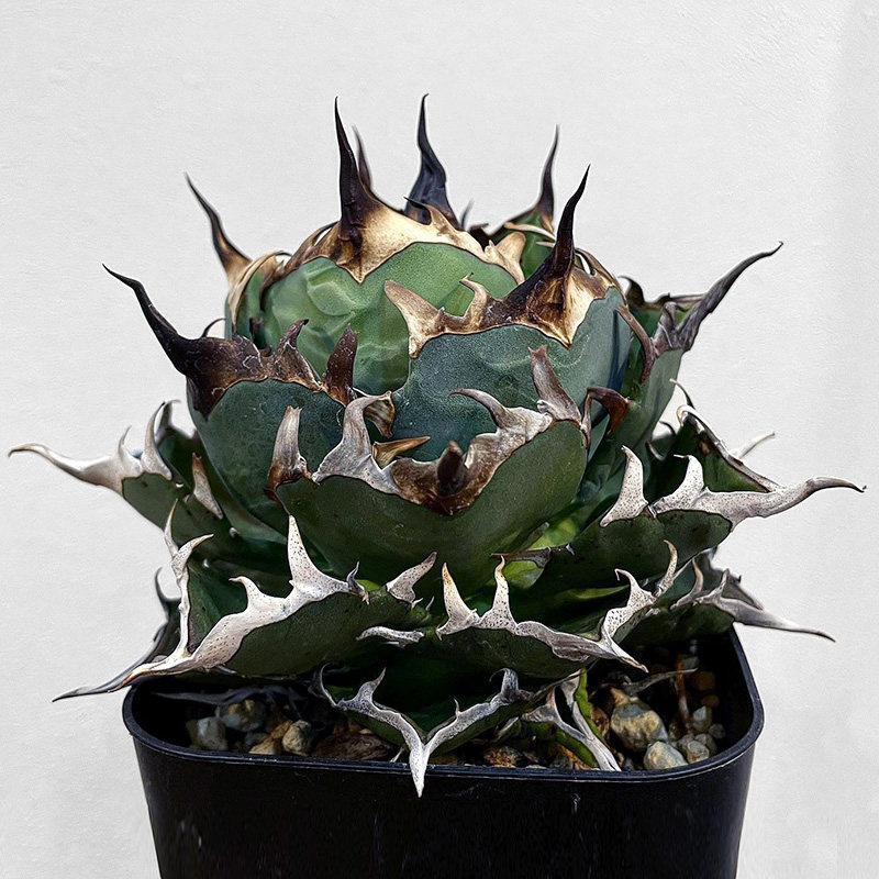 植物员外 黑帝斯Agave Titanota Hades一物一拍 仁王冠龙舌兰盆栽,淘宝优惠券,粉丝福利购,淘宝优惠卷