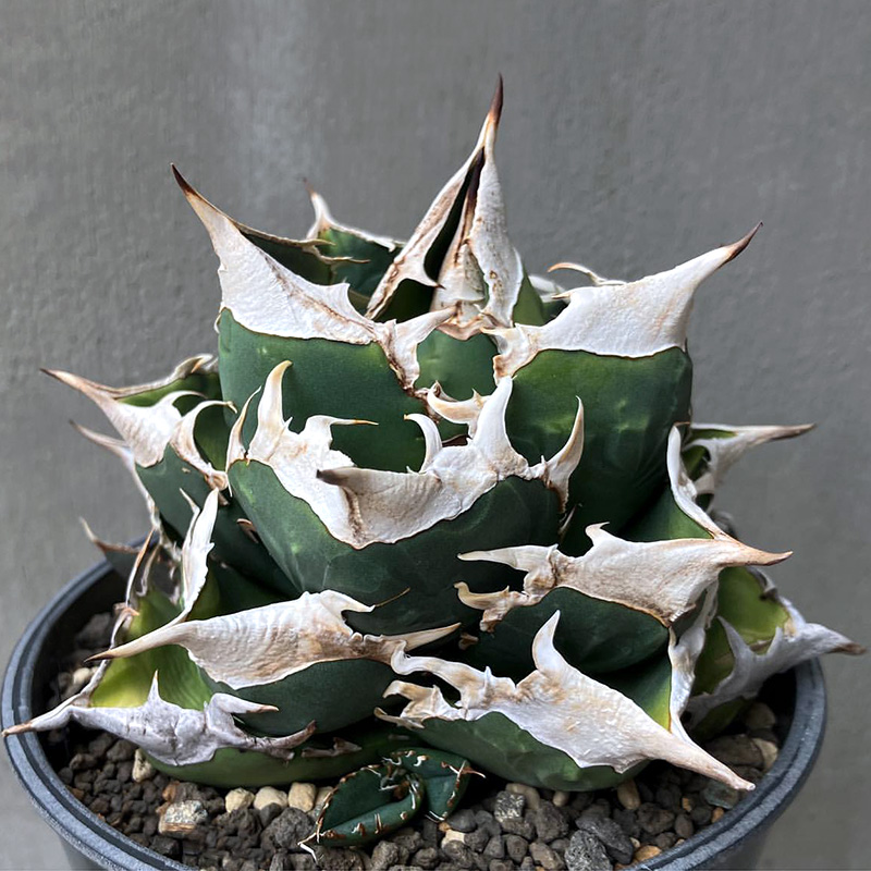 植物员外立可白Agave titanota sad一物一拍白钻石仁王冠龙舌兰-图0